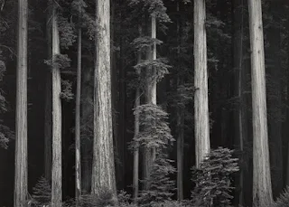 Redwoods de Ansel Adams