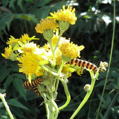 cinnabar caterpillars on ragwort, Tyria jacobaeae