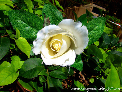 A White Rose That Was In