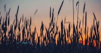 Parched crops will become a commoner sight as the heat rises. (Credit: Irina Iriser on Unsplash) Click to Enlarge.