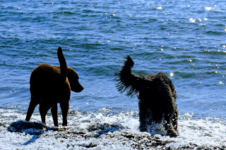 Dogs playing in Lake Ontario while off-leash in the Cherry Beach Park, Toronto.
