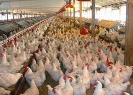 Ambo, coccidiosis, Eimeria, poultry, prevalence