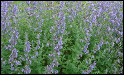 Russian-sage1