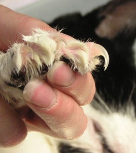 Lima de Uñas Eléctrica para Perros y Gatos - Comotú Mascotas