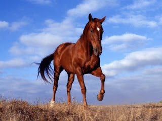 LATEST HORSE HD WALLPAPER FREE DOWNLOAD 20