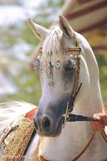 صور حصان , صور خيول عربية أصيلة , صور خيل