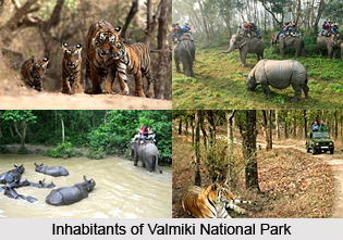 Valmiki Nagar Tiger Reserve, Bihar