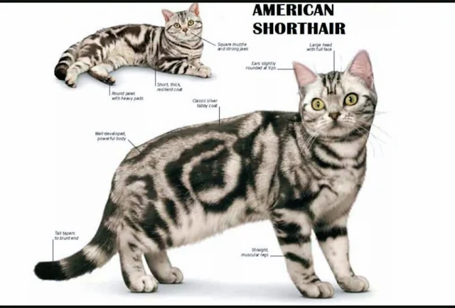 Ciri Ciri Kucing American Shorthair