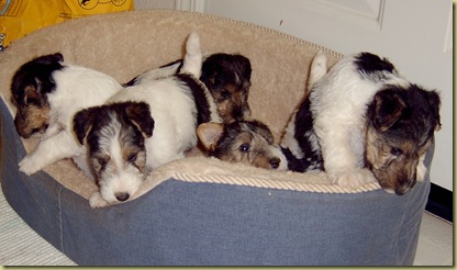 Puppies2003