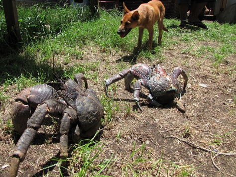 World's largest coconut crab hermit crab