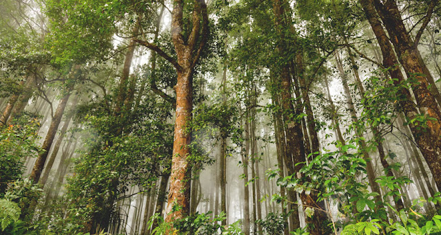 jenis Hutan di Indonesia Beserta Penjelasannya Jenis-jenis Hutan di Indonesia Beserta Penjelasannya