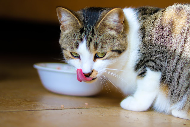 Dry Food vs. Wet Food for Cats and Kittens
