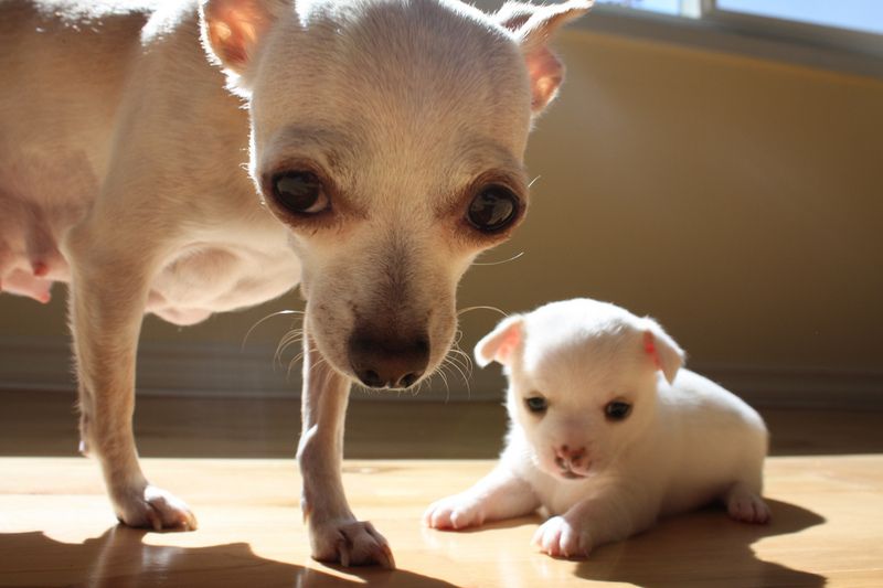 Cute Dogs: Cute Chihuahua