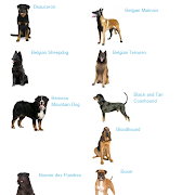 general information: large dog breeds (large dog breeds)