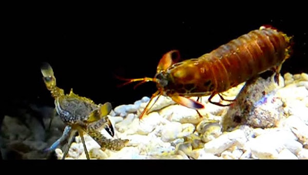 Crab tries to evade the Mantis Shrimp's powerful attacks.