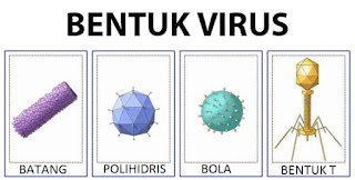 Ciri, Struktur, Bentuk, Ukuran Virus