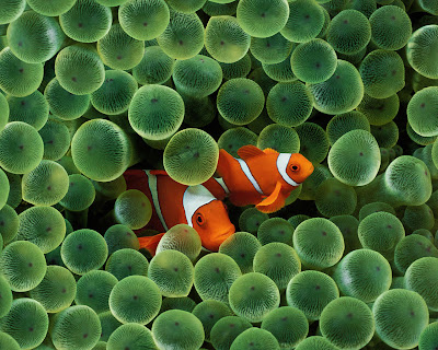 Clown Fish desktop wallpaper