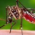 Dengue Vector Surveillance Website