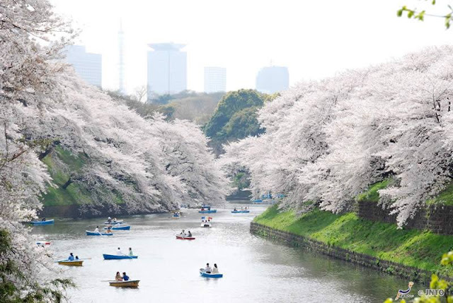 Mekarnya bunga sakura di Jepang