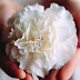  White Carnation Flower: A Timeless Symbol of Purity and Love