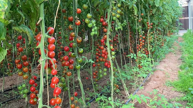 Feasibility study of a project to produce tomatoes in greenhouses;