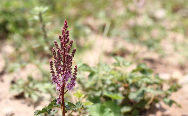 Astilbe Flowers Pictures