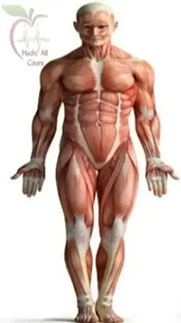 Introduction à l'anatomie humaine : les plans et orientations anatomiques