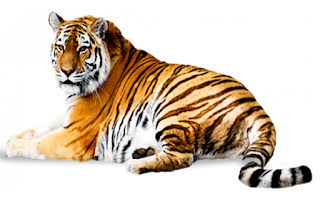 Tigar