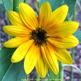 Pretty Yellow-Orange Sunflower Blossom