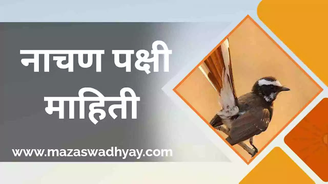 नाचण पक्षी मराठी माहिती  Tailed fly catcher information in marathi