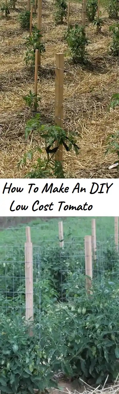 Growing tomatoes can be a rewarding and cost-effective way to enjoy fresh