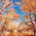 36autumn landscape photograph, 3skill tips how to make a Beautiful photograph？,come to see my tips