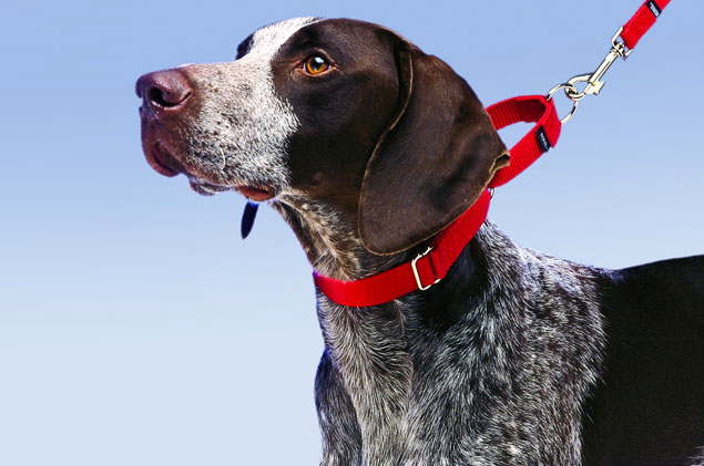 martingale-dog-collar