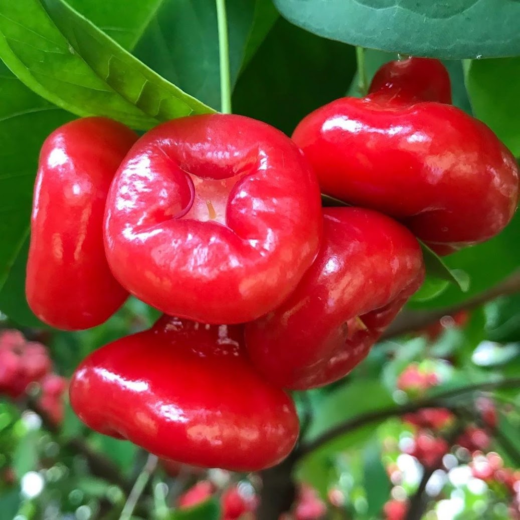 penjual bibit jambu kancing yang paling bagus jakarta Maluku