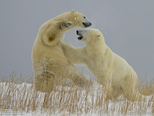 A-Image-Of-Polar-Bears-Fighting-For-Zone