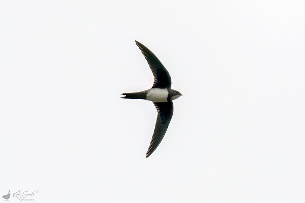 Alpine swift