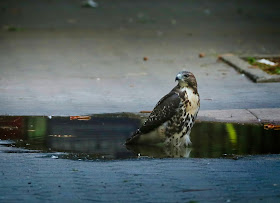 Fledgling red-tailed hawk in a puddle in Tompkins Square