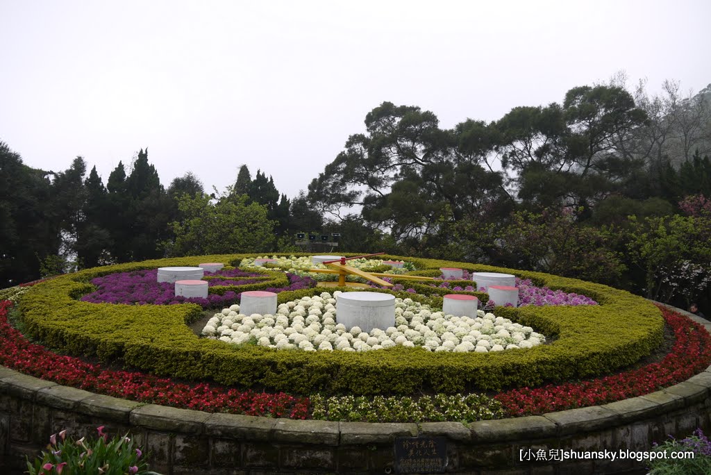 2011陽明山花季  櫻花 杜鵑花  春天