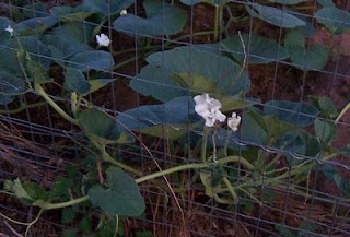 gourd blooms