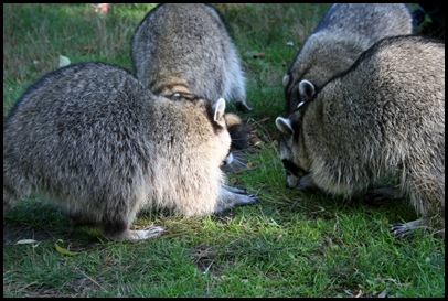 Mývalové / Racoons