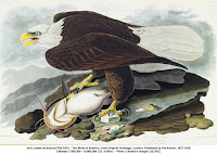 The Birds Of North America Audubon