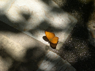 Orange butterfly on a paving stone