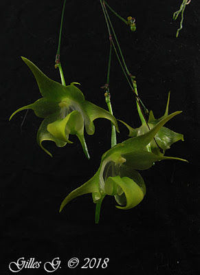 Aeranthes neoperrieri orchid plant care and culture