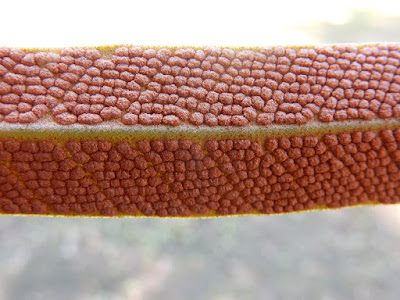 石葦的孢子囊群