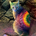 Beautiful Colourful Painted Cats Photos, And Pictures Collections