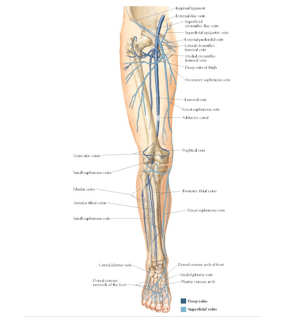 Veins of Lower Limb Anatomy