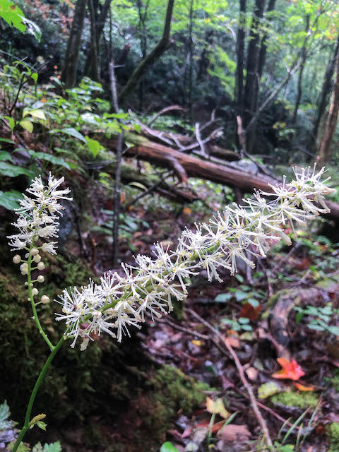 black cohosh in the Great Smoky Mountains National Park