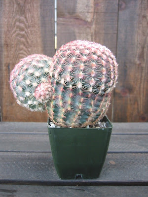 Видове кактуси - Ехимоцереус / Echinocereus