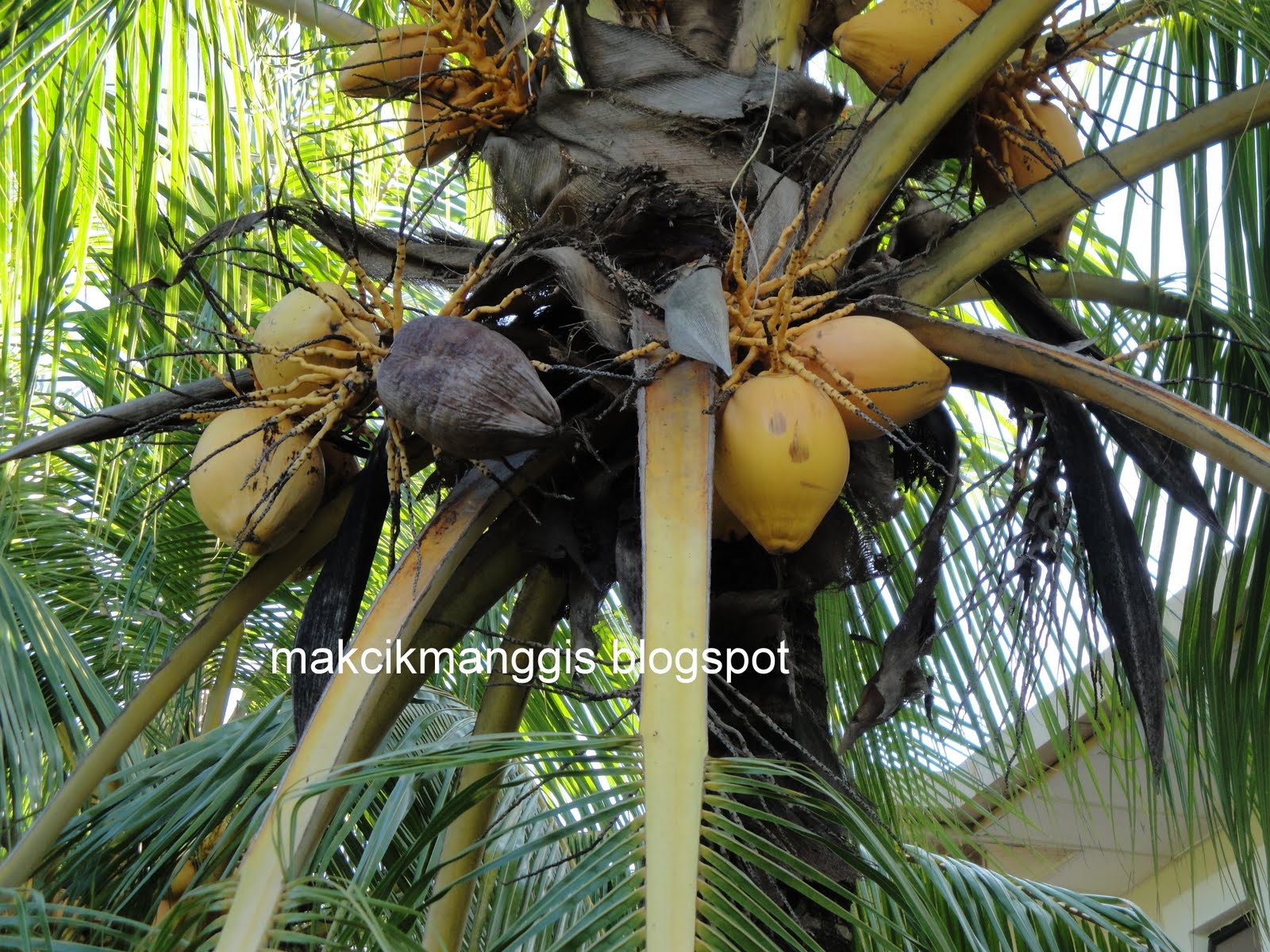 Jom masak, jom makan makan: Jeli kelapa Muda