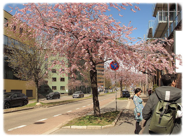 Kirsebærtrærne blomstrer fint i Kjølberggata på Tøyen i Bydel Gamle Oslo.